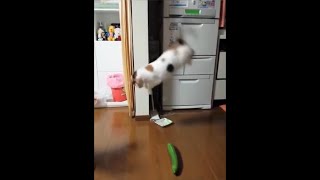 오이 무서워하는 고양이 모음ㅣCats Scared by Cucumbers Compilation