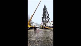 Noorse kerstboom (een spar) komt aan op Markt in Gouda