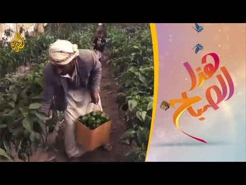 🌅هذا الصباح - "صلتك" تقيم مشاريع للطاقة الشمسية لدعم المزارع اليمني