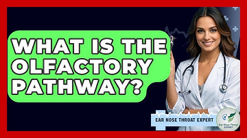 What Is The Olfactory Pathway? - Ear Nose Throat Expert