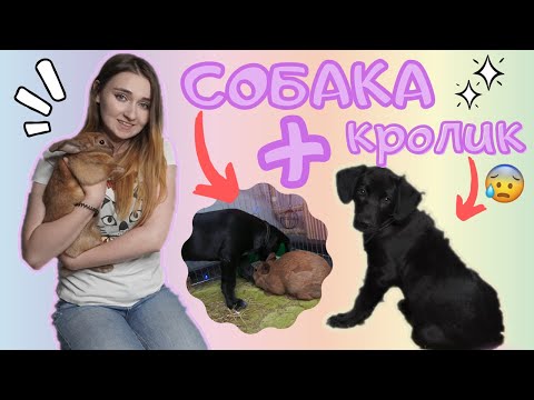 СОБАКА и ДЕКОРАТИВНЫЙ КРОЛИК!  ЗНАКОМСТВО СОБАКИ И КРОЛИКА!  РЕАКЦИЯ СОБАКИ И КРОЛИКА!