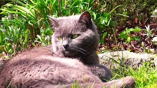 Goodbye- Our Sweetheart went over the rainbow bridge