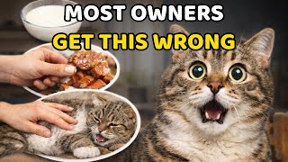 5 Common Cat Care Mistakes Vets See Every Day