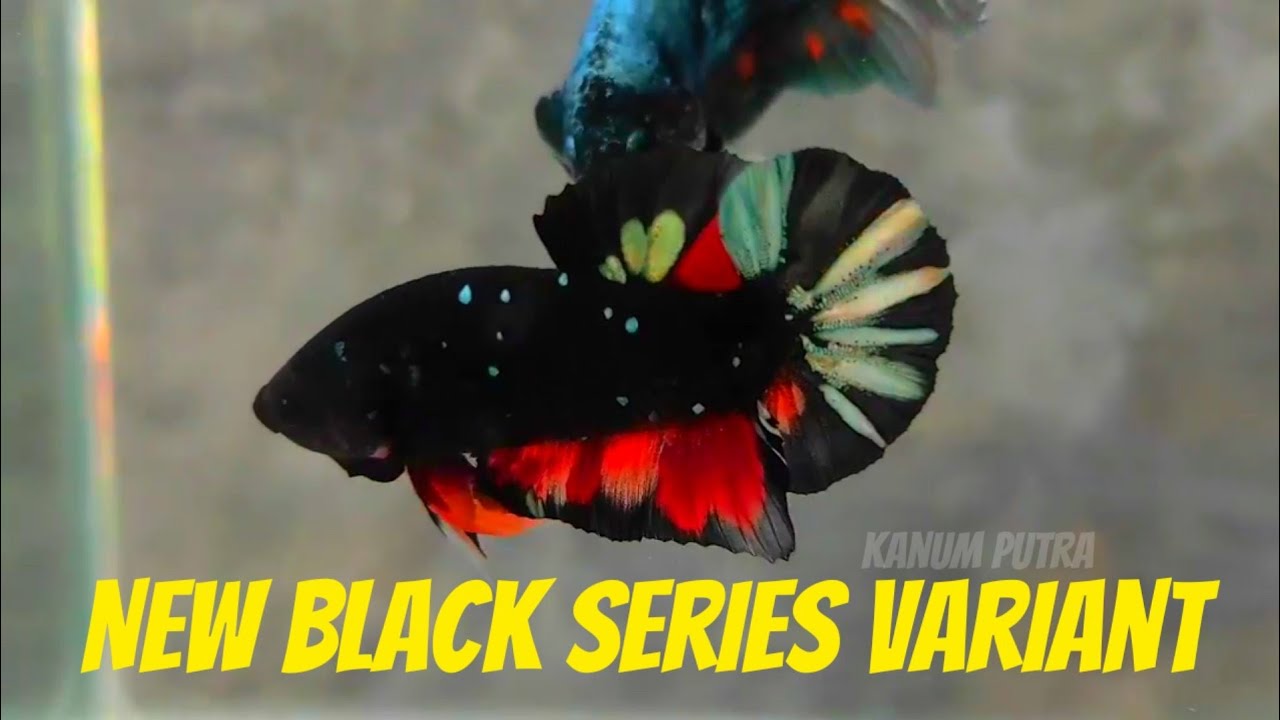 BEHIND THE STORY OF BLACK SERIES BETTA