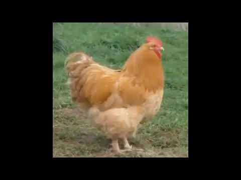 Chicken.mp3 (PART 2)
