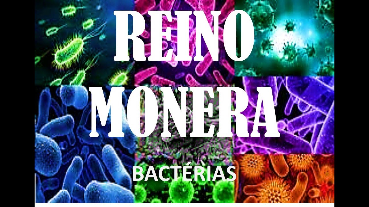 Reino Monera: as bactérias