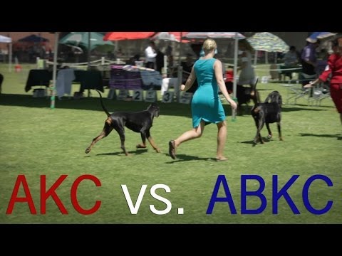 akc bully