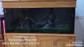 Hồ cá rồng 1m76 lắp đặt tại nhà anh Thọ Biên Hoà