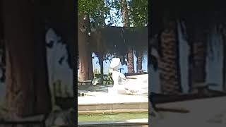 In Turkish: Edalı Da Modalı Yar Nadia Kapoor Ürkü Ürküler