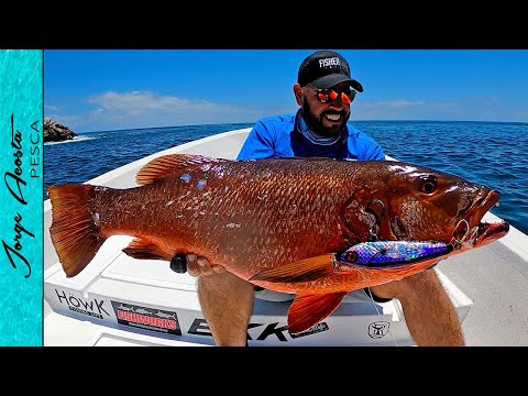 Video: ¿Qué tamaño tiene el pargo?