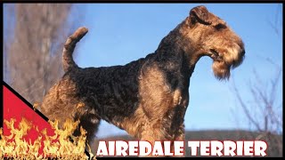 Airedale Terrier  The King of Terrier  Dogs Special