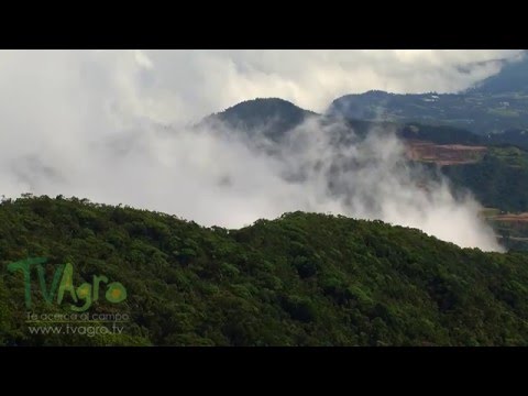 Video: Los bosques ecuatoriales son los pulmones de nuestro planeta
