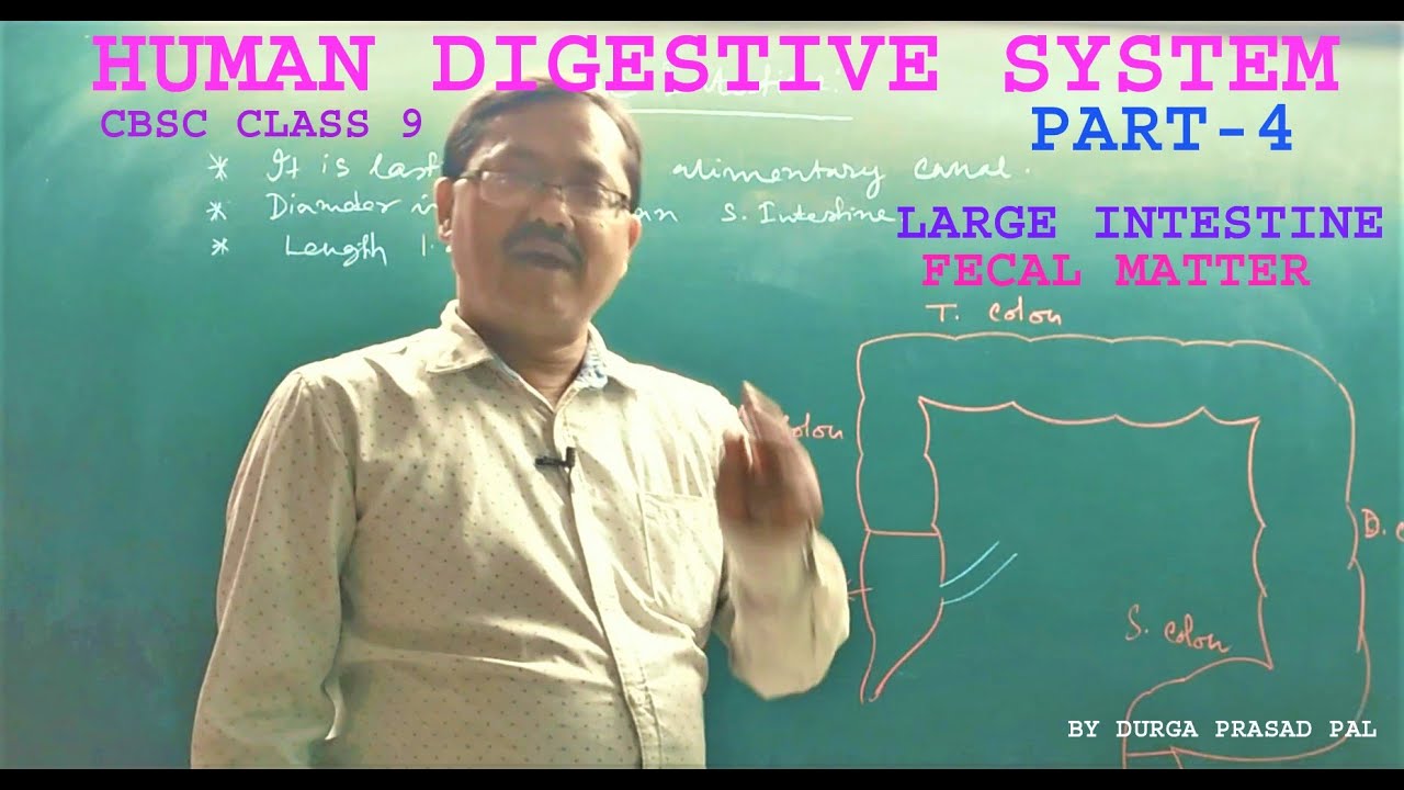 class 9 biology cbse/human digestive system/ large intestine/fecal