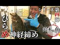 【新定番】ヒラメの締め方と持ち帰り方