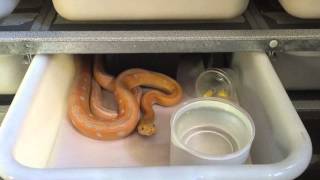 Famous Lavender Albino Goldenchild Retic Net Worth