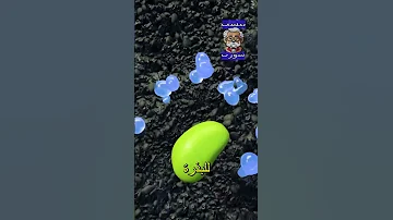كيف تنمو البذرة لتصبح نبتة 