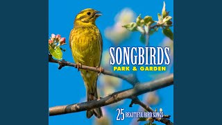 Robin: Song in Spring