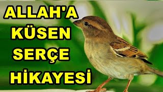 Allah'a küsen bir serçe - dini hikayeler - ibretlik hikayeler Resimi