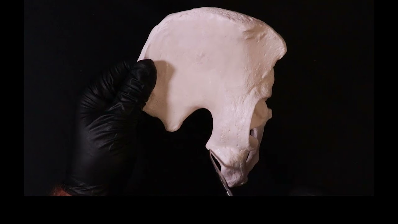 Тазовая кость