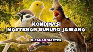 Masterannya burung juara...kombinasi gereja tarung, cililin dan kenari