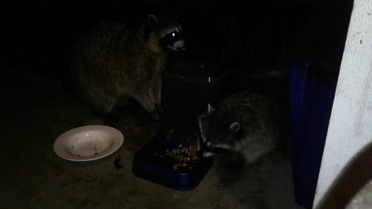 Cat Shares Food With Wild Racoons, Racoon Uses Bowl To Eat. YouTube