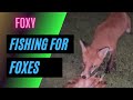 How to catch a fox? Fishing for Foxes- with a chicken feather lure- Amazing close ups