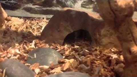ZigZag the gopher snake eats ADULT MOUSE!!!