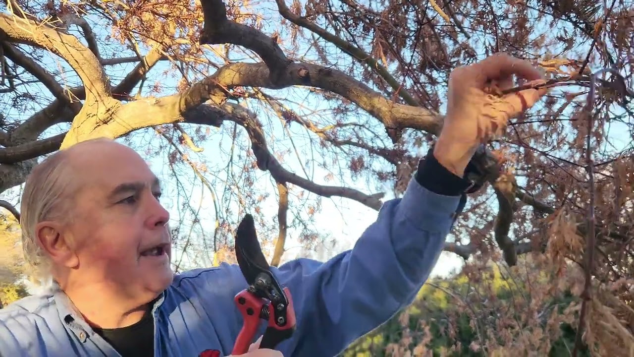 Japanese maple pruning, what to look out for. With mark viette