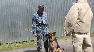 Показательные выступления кинологической службы УФСИН Показательные выступления кинологической службы УФСИН