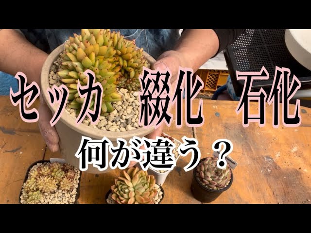 パイナップル モンストローサ 石化 サボテン ギムノカリキウム ミハノビッチ モンストローサ 2.5号(現品) インテリアグリーン 室内園芸 おしゃれ 可愛い かわいい : LEAFS  ヤフー店 - 通販 - Yahoo!ショッピング 