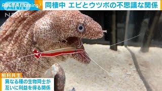水族館で“同棲中”エビとウツボの不思議な関係(2021年6月4日)