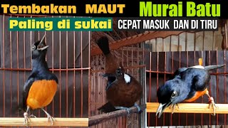 Download Lagu Masteran Dahsyat CILILIN  untk murai Batu  cepat masuk  dan di tiru. MP3
