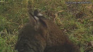 Cleveland Metroparks Spot First Bobcat Seen In Cuyahoga County Since 1850