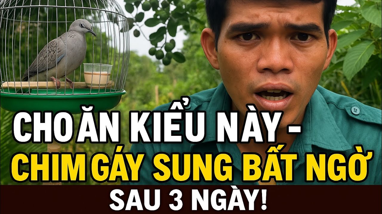 Bí Quyết Kích Sung Chim Cu Gáy - NhiềuNgười Nuôi Nhưng Ít Ai Biết Cách Này!