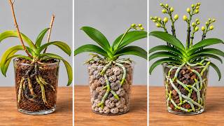 Coconut Coir vs Pine Bark vs Pumice: Which Is Best for Orchids? screenshot 2