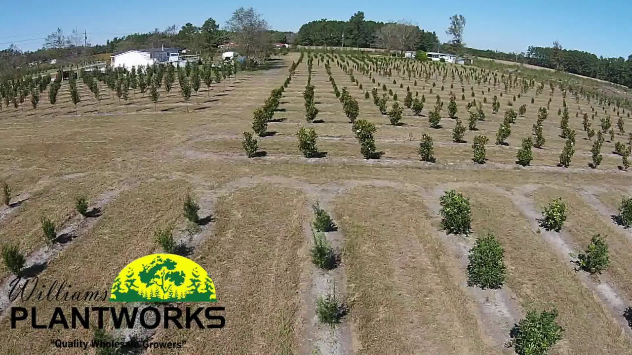 Williams Plant Works Nursery YouTube
