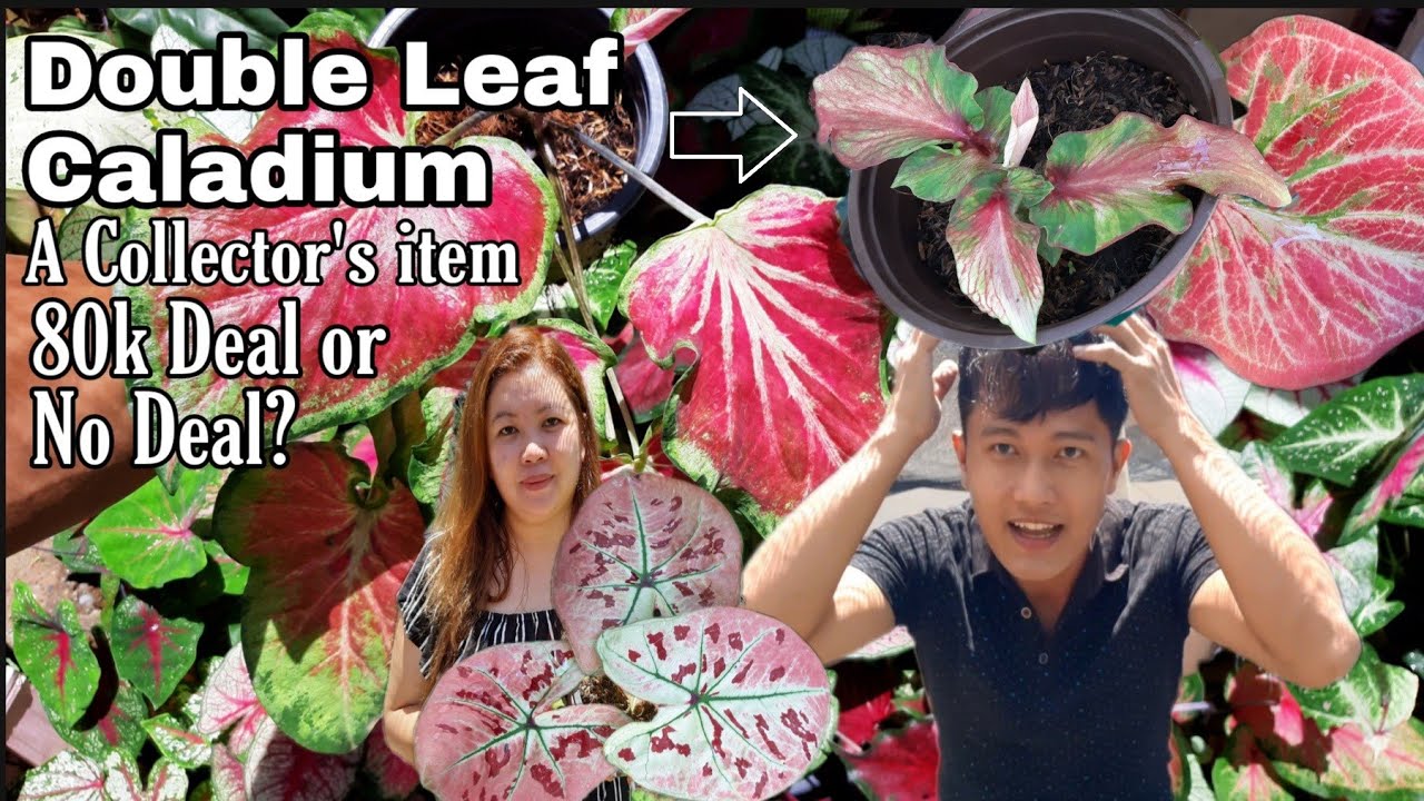 Pasilip Your Rare Caladium Collection Ep.5 with Ms. Razeile Icy Valencia | Dodong Bisdak