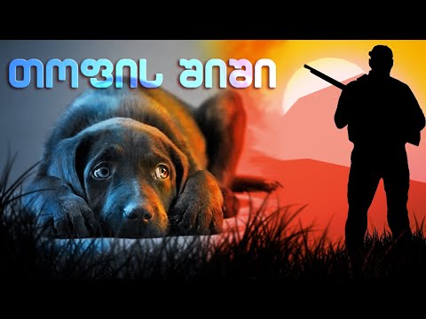 მონადირე ძაღლი / თოფის შიში