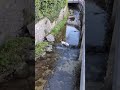 Dog on a Mission 🐶#entertainment #shorts #animals #dog #cat #tiktok #funny #memes #news