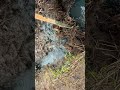 ￼ Update on the creek