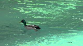 Download Lagu Very fast swiming duck MP3