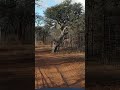 Kudu jumping fence