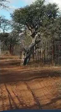 Kudu jumping fence