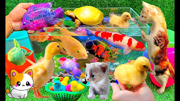 Bắt Các Con Vật Dễ Thương, Con Cá, Con Mèo, Con Thỏ, Con Rùa, Con Vịt, Con Bò, Cá Vàng Bơi - Cá Koi