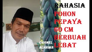 21.RAHASIA POHON PEPAYA 60 CM BERBUAH LEBAT POLA KP2M | By Ayah Manjel