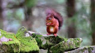 Red squirrels at Paul Fowlies hide
