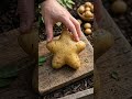 Potato Grown Into a Perfect Star Shape ⭐  This potato was grown inside a star-shaped mold while it w