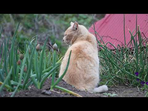 野良猫せなか　210617