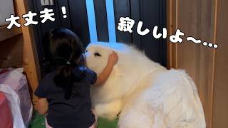 【別居初日】寂しくて玄関でずっと泣いている超大型犬の子犬を３歳児が励ましてくれました…♡｜グレートピレニーズ&オールドイングリッシュシープドッグ&トイプードル