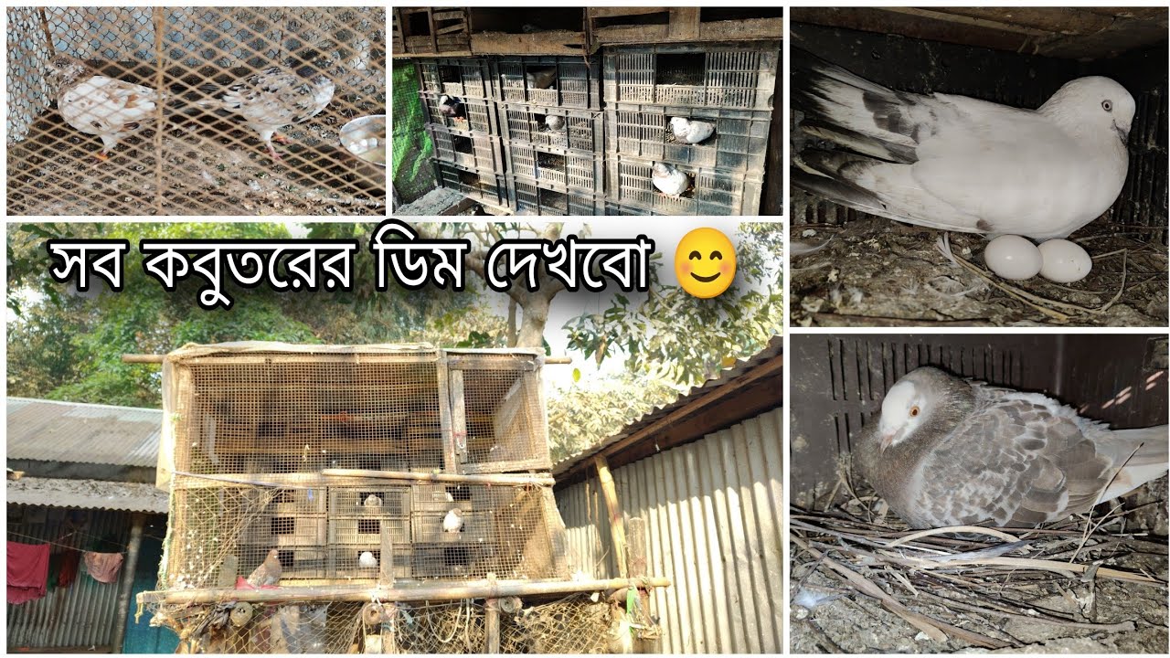 সব কবুতরের ডিম দেখবো 😊